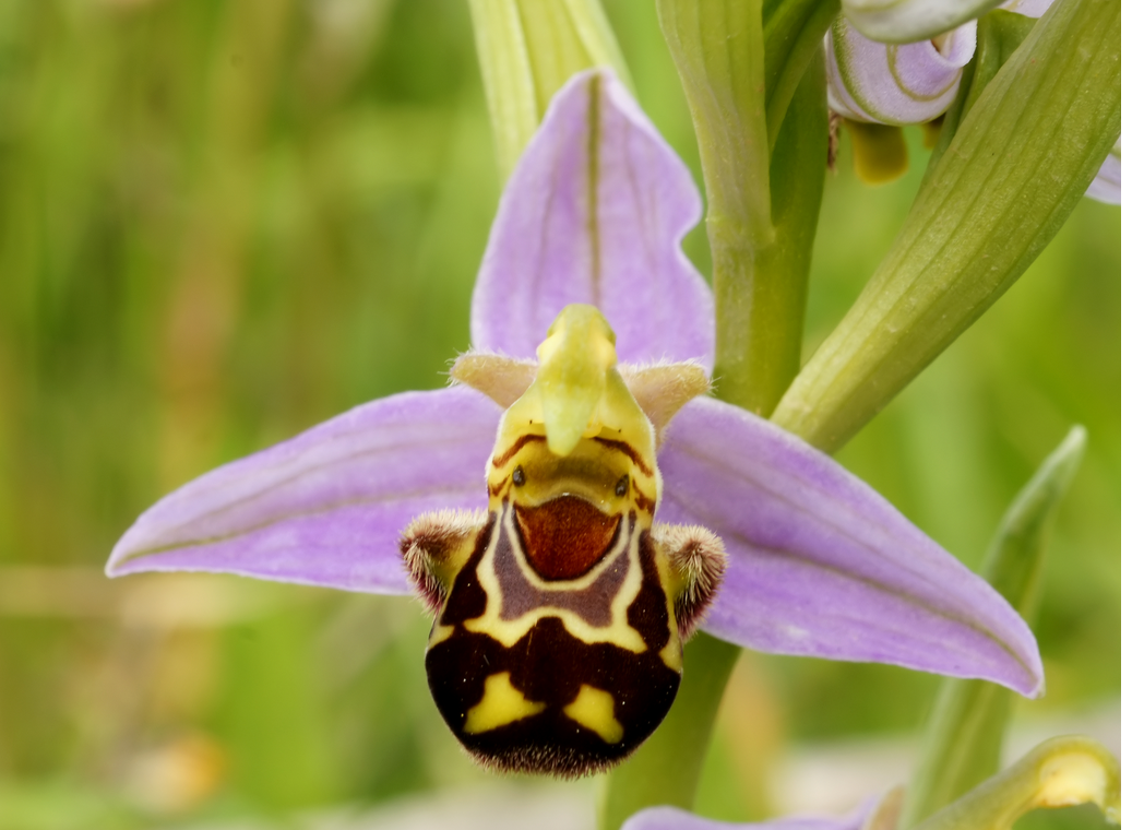 Bee Orchid, Pomona Docks